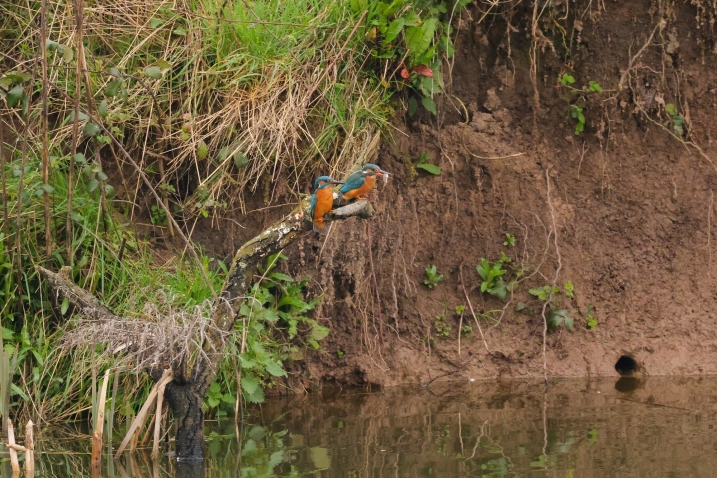 Two kingfishers on a branch, one has a fish in it's mouth